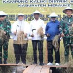 Gubernur Papua Selatan Bersama Bupati Merauke Panen Raya Padi di Kampung Kaliki