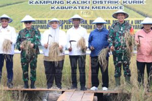 Gubernur Papua Selatan Bersama Bupati Merauke Panen Raya Padi di Kampung Kaliki