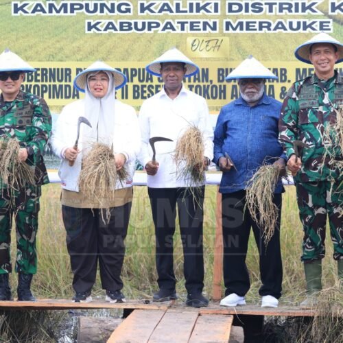 Gubernur Papua Selatan, Apolo Safanpo bersama Bupati Merauke Yosep B. Gebze melakukan panen raya padi di Kampung Kaliki