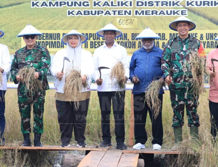 Gubernur Papua Selatan, Apolo Safanpo bersama Bupati Merauke Yosep B. Gebze melakukan panen raya padi di Kampung Kaliki