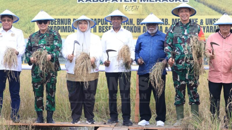 Gubernur Papua Selatan Bersama Bupati Merauke Panen Raya Padi di Kampung Kaliki