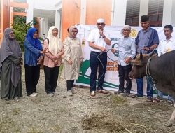 Pemprov Papua dan Pemkot Jayapura Serahkan Dua Ekor Sapi Kurban kepada USTJ