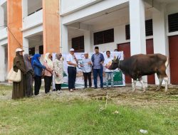 Pemprov Papua dan Pemkot Jayapura Serahkan Dua Ekor Sapi Kurban kepada USTJ